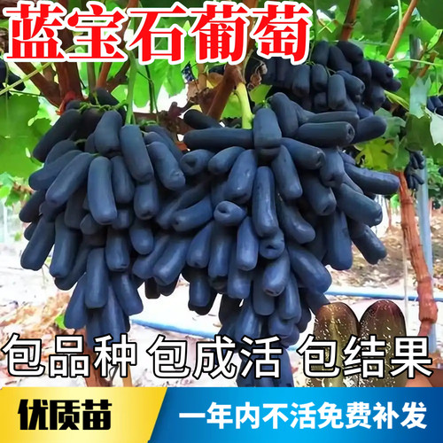 蓝宝石葡萄树苗不活包赔当年结果