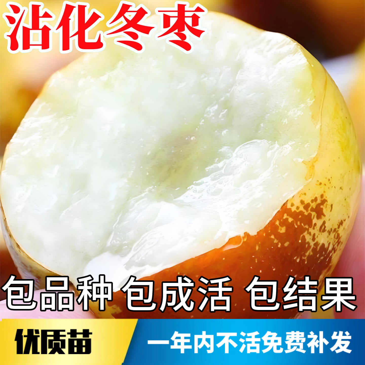 沾化冬枣嫁接树苗不活包赔包结果图片