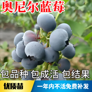奥尼尔蓝莓苗南北方室外地栽耐寒蓝莓树果苗阳台盆栽特大当年结果