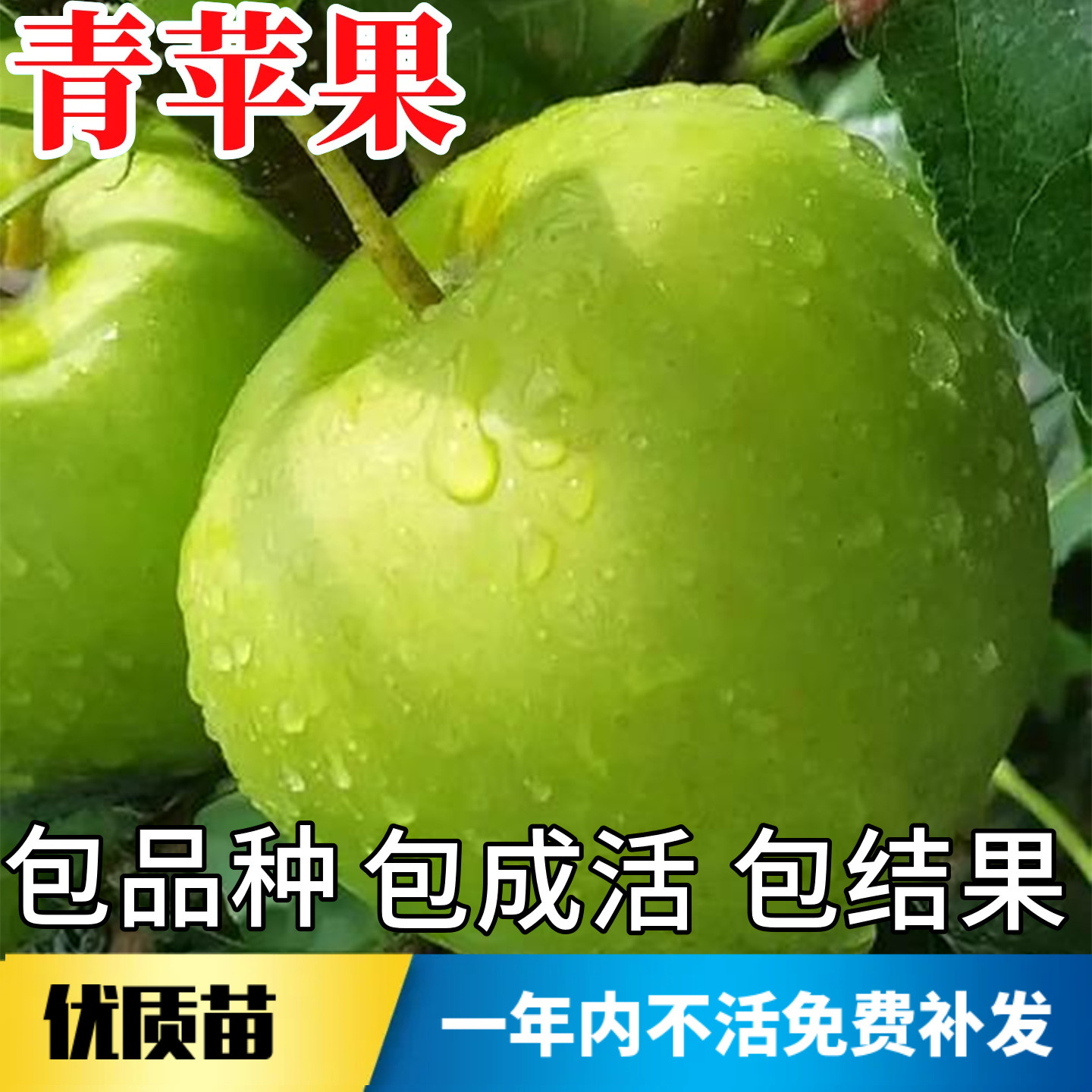 青苹果树果苗不活包赔当年结果图片