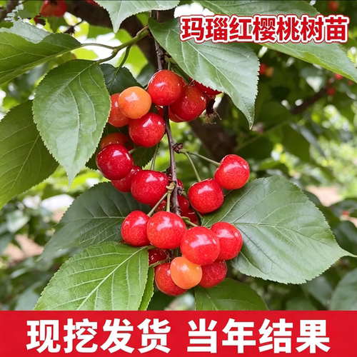 玛瑙红樱桃树果苗现挖发货包成活
