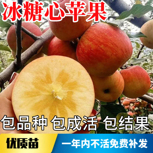 冰糖心苹果树苗不活包赔当年结果