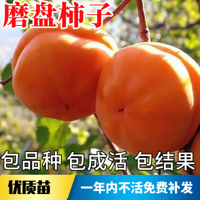 磨盘柿子苗树不活包赔当年结果