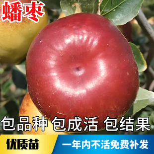 蟠枣树活苗南北方枣子特大号超甜枣子果苗大树盆栽嫁接当年结果