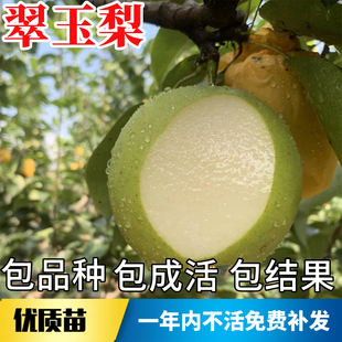 翠玉梨树果苗南北方地栽种植耐寒特大果树盆栽嫁接早晚熟当年结果