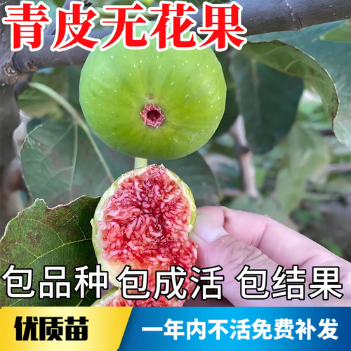青皮无花果苗不活包赔当年结果