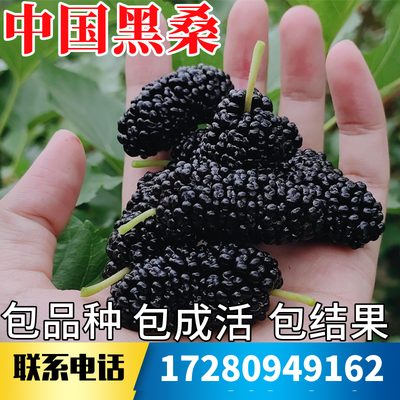 中国黑桑树苗不活包赔当年结果