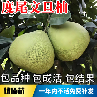 度尾文旦柚子树苗南北方庭院耐寒观赏特大号盆栽嫁接无籽当年结果