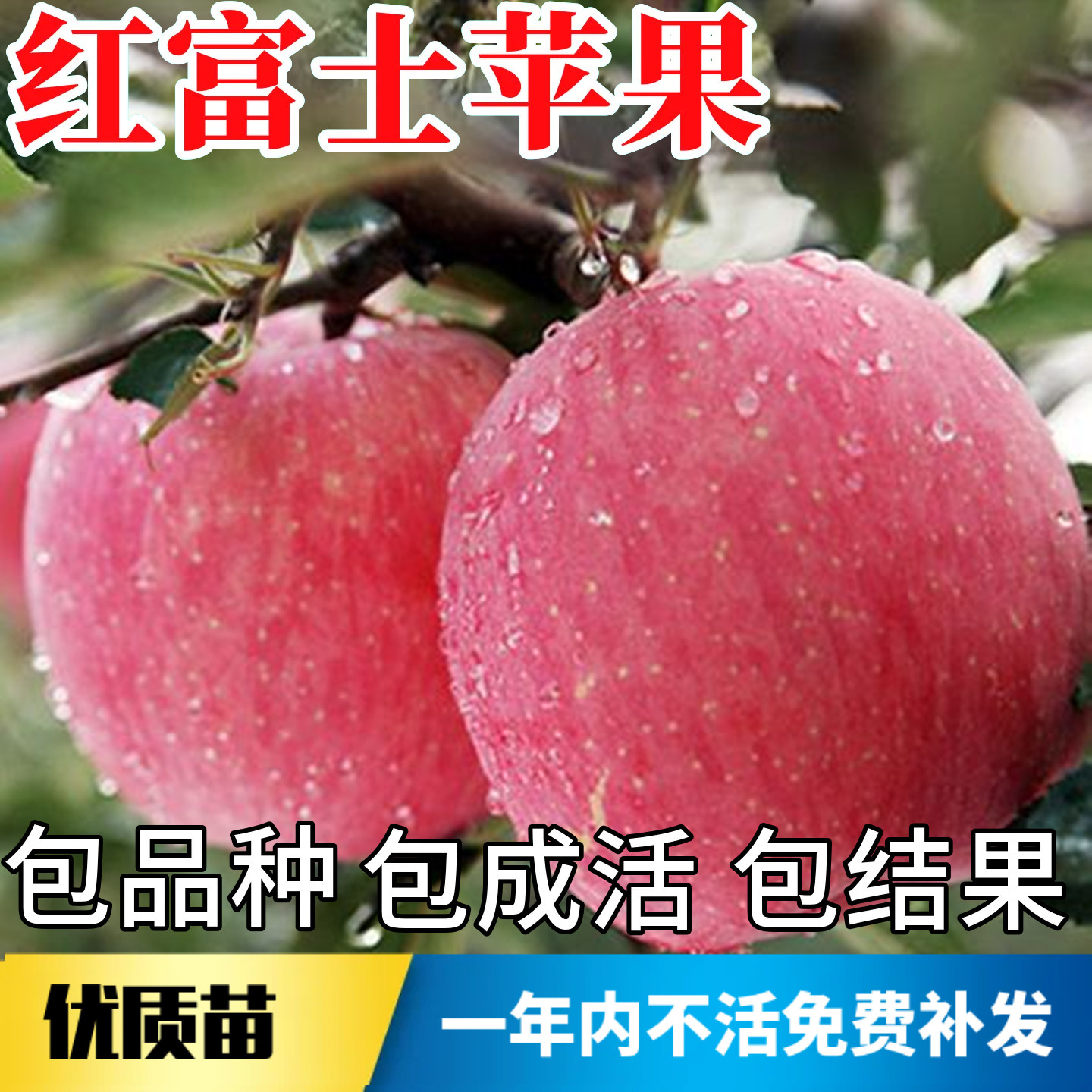 红富士苹果树苗不活包赔当年结果图片
