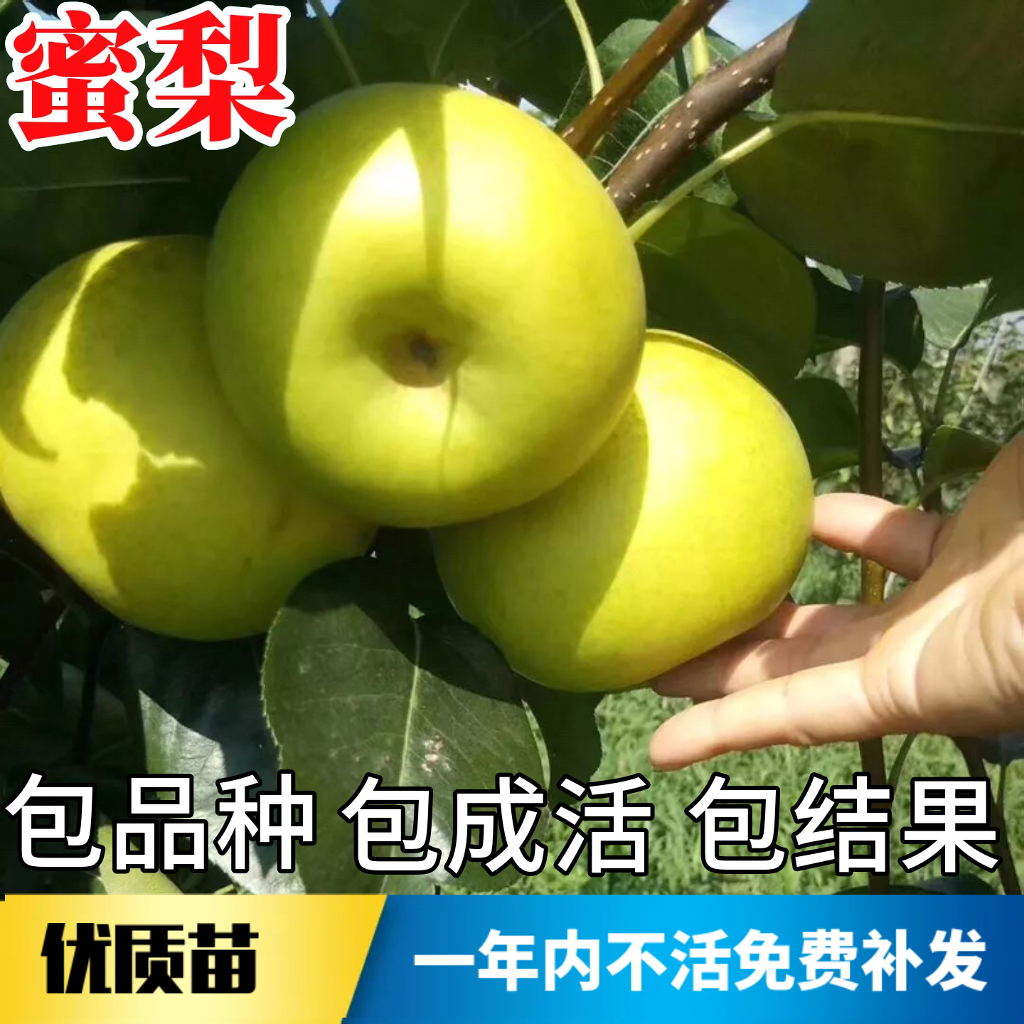 蜜梨树果苗不活包赔当年结果