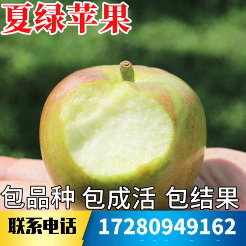 夏绿苹果树果苗不活包赔当年结果