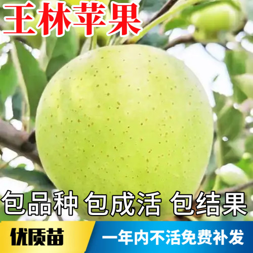 王林苹果树果苗不活包赔当年结果
