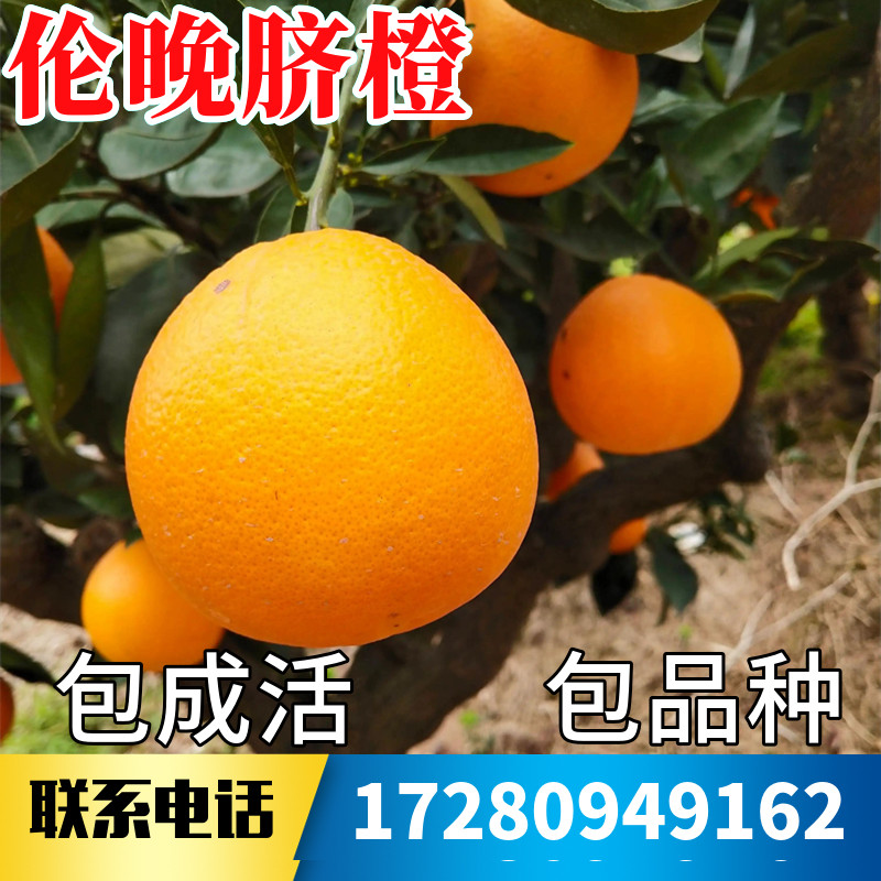 伦晚脐橙苗南北方庭院地栽种植特大橙子树苗盆栽嫁接果苗当年结果