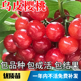 乌皮樱桃苗南北方耐寒老品种特大果树苗盆栽嫁接短柄矮化当年结果