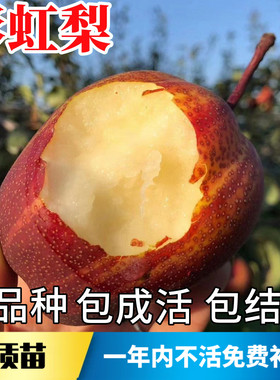 彩虹梨树果苗不活包赔当年结果