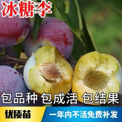 冰糖李子树苗不活包赔当年结果