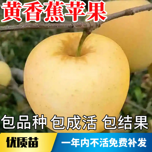 老品种黄香蕉苹果树保成活包结果