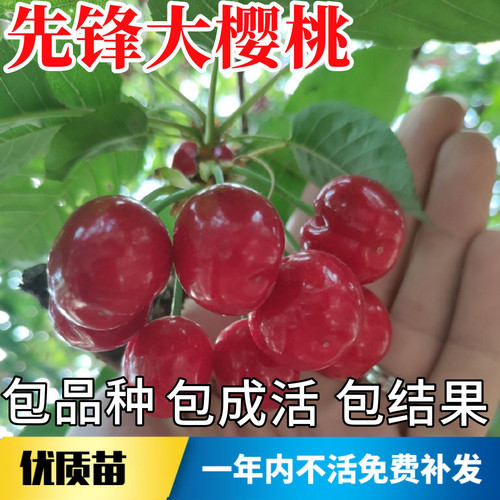 先锋大樱桃树苗现挖发货当年结果