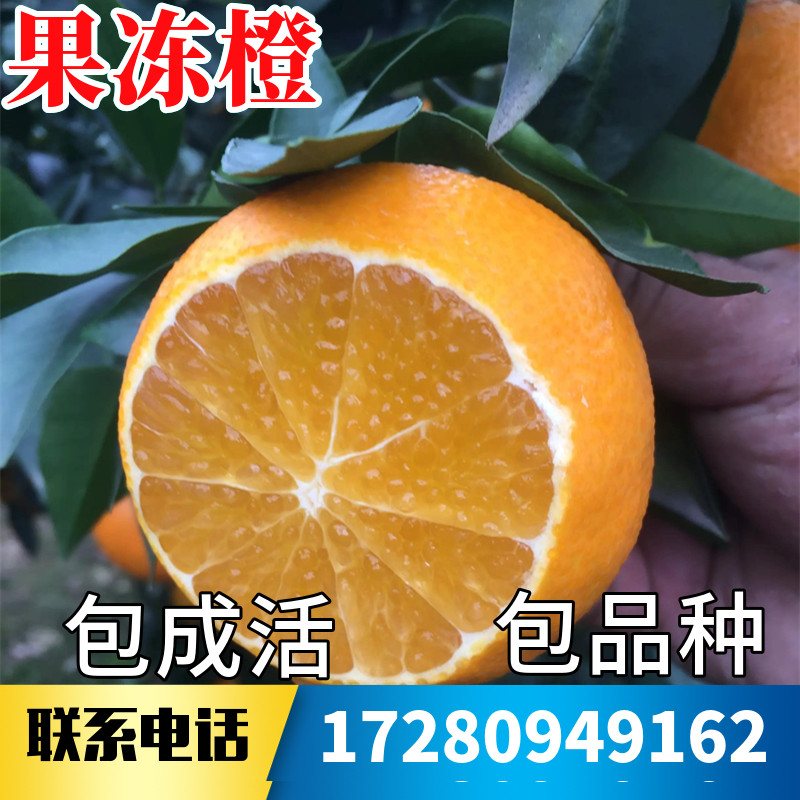 果冻橙爱媛38树苗南北方庭院地栽特大橙子树苗盆栽嫁接当年结果