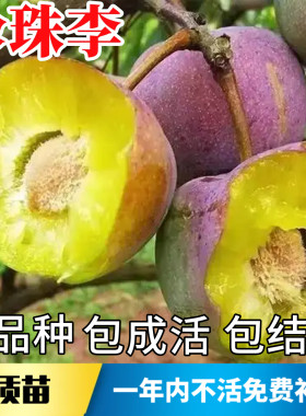 珍珠李子树苗不活包赔当年结果