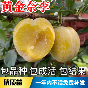 黄金奈李子树苗南北方种植耐寒特大号脱骨盆栽嫁接甜脆当年结果