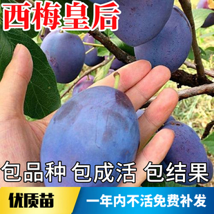 西梅皇后树苗南北方庭院种植耐寒特大号李子盆栽嫁接果苗当年结果