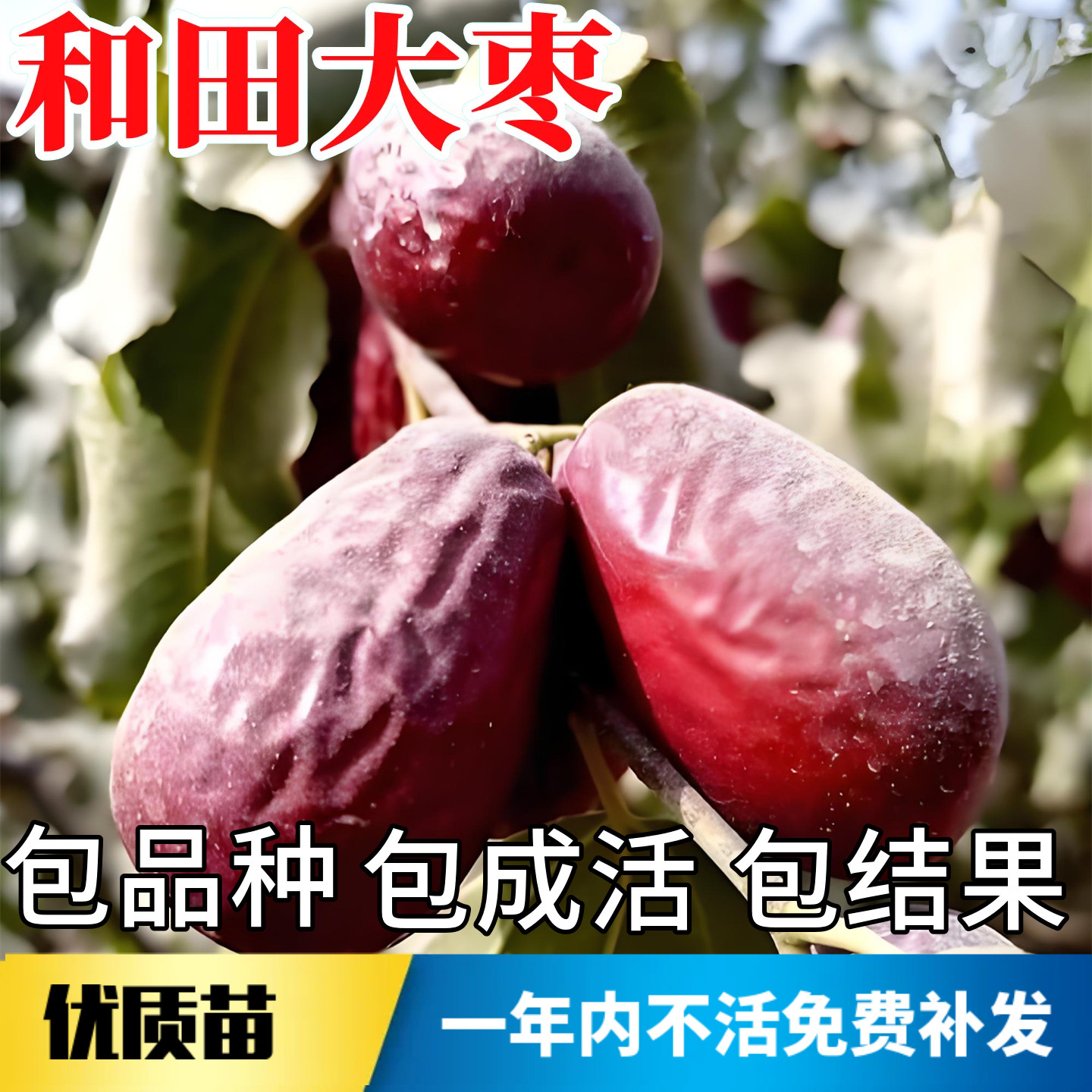 和田大枣树苗不活包赔当年结果图片