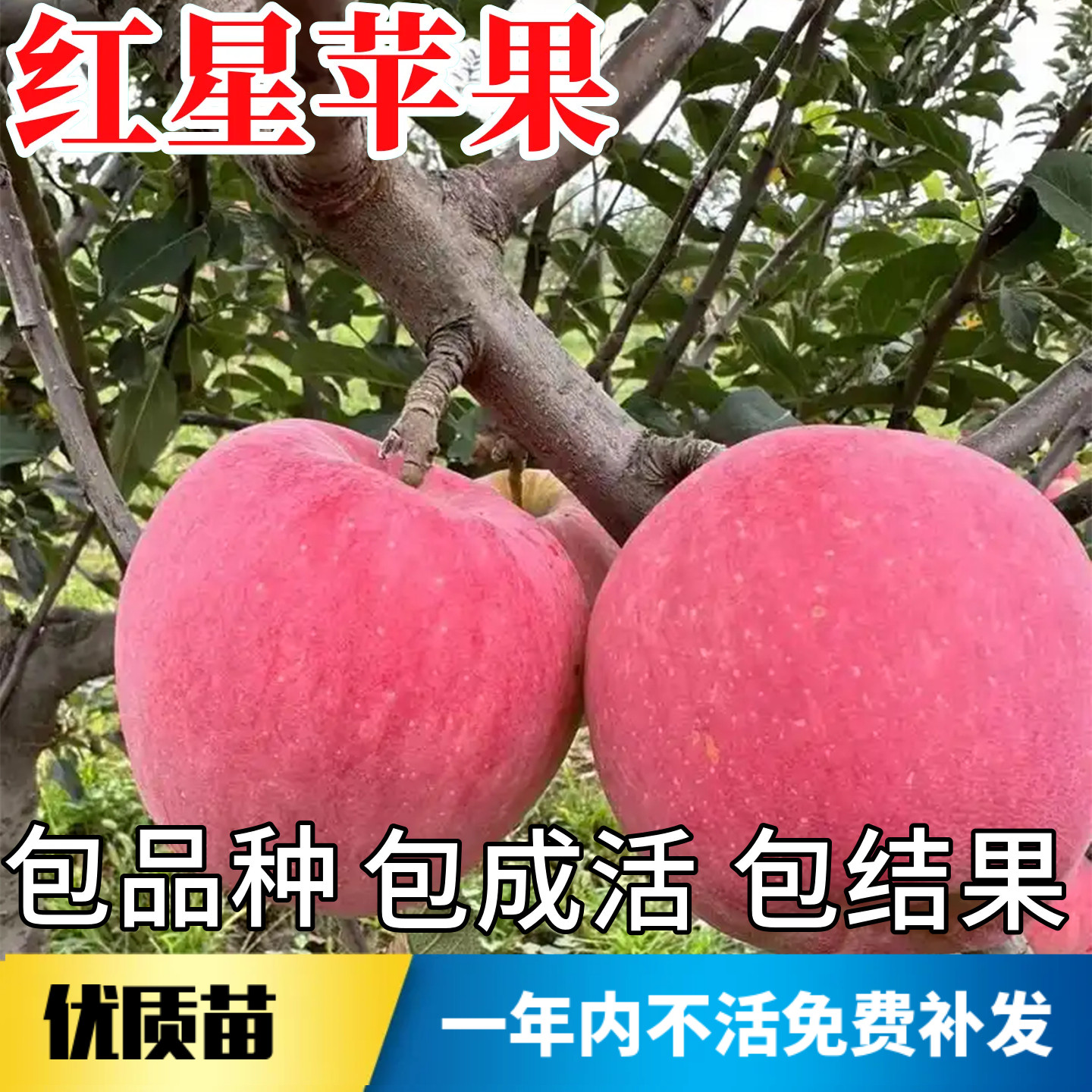 红星苹果树苗不活包赔当年结果图片