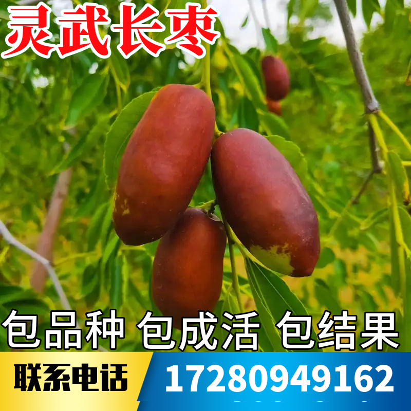 灵武长枣苗南北方种植特大果超甜枣子大树盆栽嫁接矮化当年结果