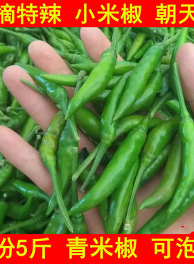 小米椒新鲜特辣农家蔬菜现摘