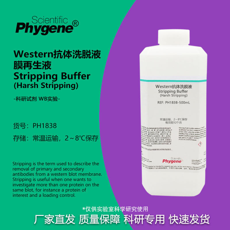 western抗体洗脱液Phygene