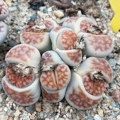 0382，8厘米，红花纹群
