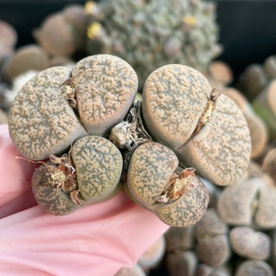 5.8厘米 特 4头弁天