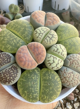 新手福利，7.5厘米盆，带盆土