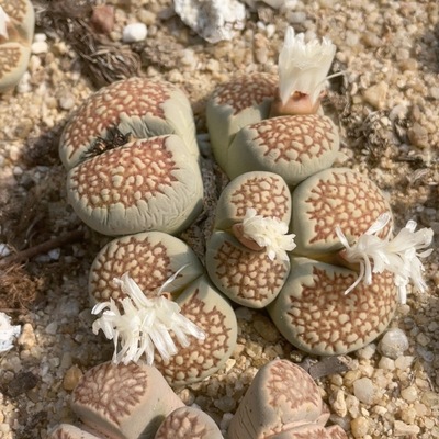 0929，8.2厘米，大网纹