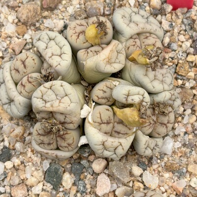 72，11个头c188红纹,5.2厘米