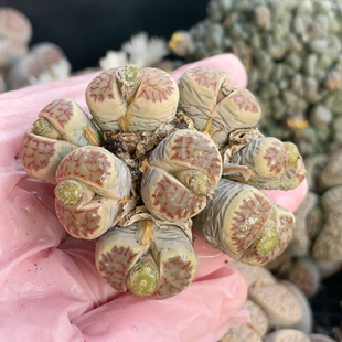 8头丽红 尺寸5.7厘米