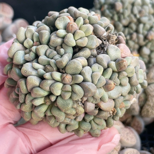 7.8厘米 已养10年以上 唐扇老桩群