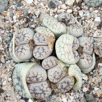 8头c188群，有个头变异，尺寸6.3厘米