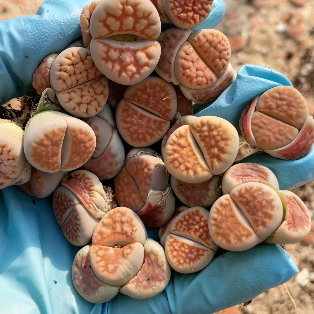 红窗冰橙花纹混合母本生石花，2多肉植物