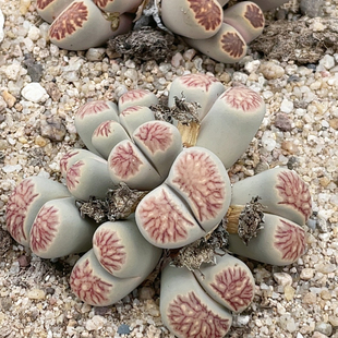 0007 7.8厘米 10头水墨晕染菊