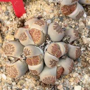 福利 9头左右 0561 6.2厘米