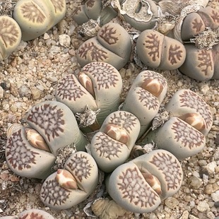 0976 7.8厘米 睫毛网纹