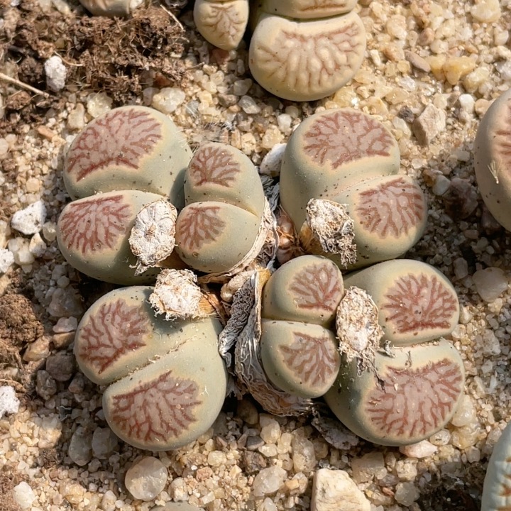 0596，精品菊，6.5厘米