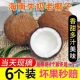 海南新鲜椰子毛椰当季 孕妇水果整箱牛奶老椰子6非泰国椰青耶子4个