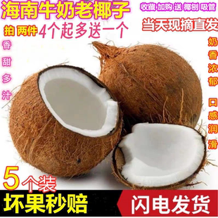 海南特产新鲜椰子去皮批发毛椰孕妇当季商用老椰子煲汤椰子鸡特大