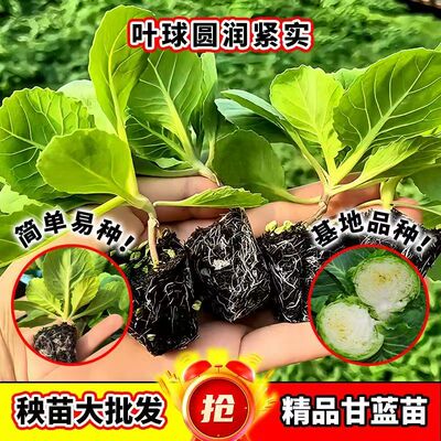 绿甘蓝苗四季高产蔬菜苗