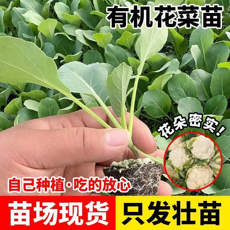 秋冬耐寒花菜苗盆栽地栽
