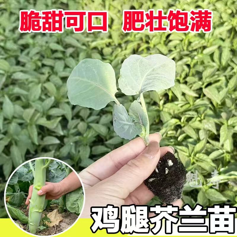 鸡腿芥兰秧苗带土带根芥蓝种菜优质种苗蔬菜苗盆栽地栽