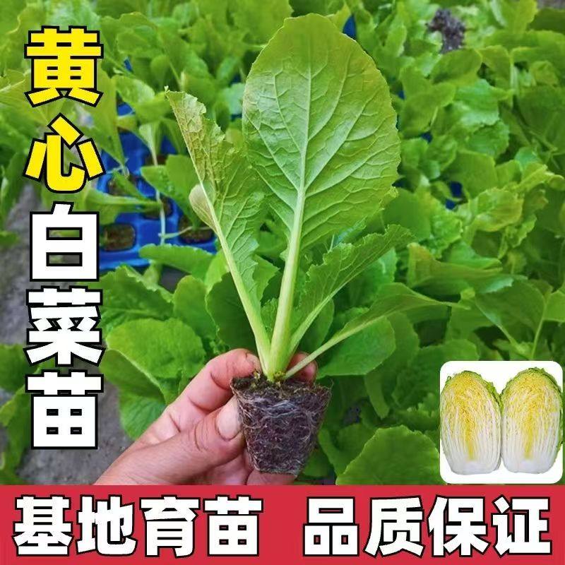 大白菜秧苗高产黄心苗秋冬耐寒菜苗四季种植带土发货,鲜花速递/花卉仿真/绿植园艺,种苗/半成品盆栽,淘宝优惠券,粉丝福利购,淘宝优惠卷